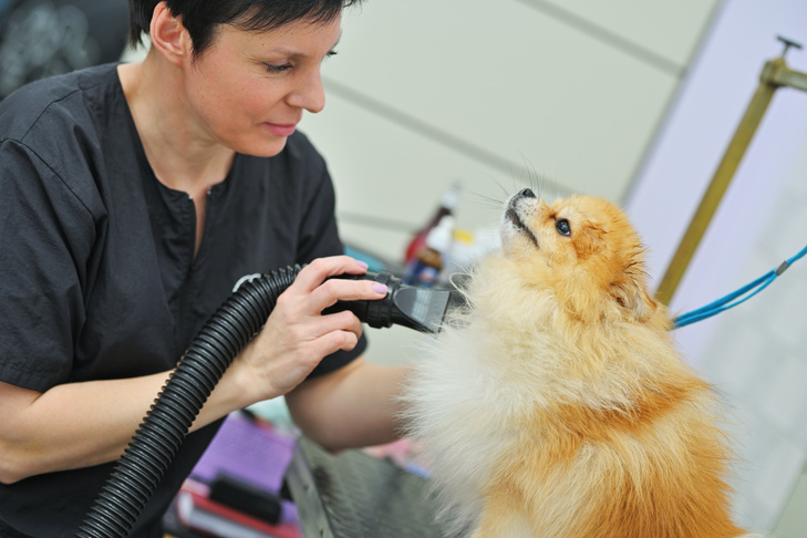 Pomeranian sitting on a grooming table being blow dried.